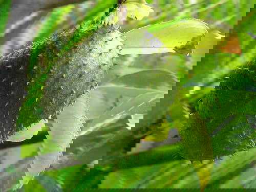 Fotó: Flickr.com