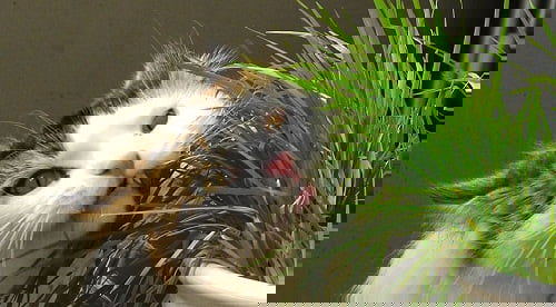 Fotó: Wikipédia