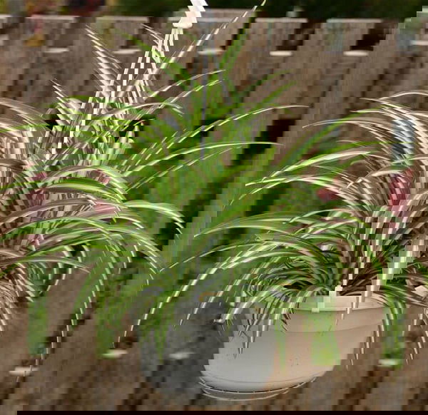csokrosinda