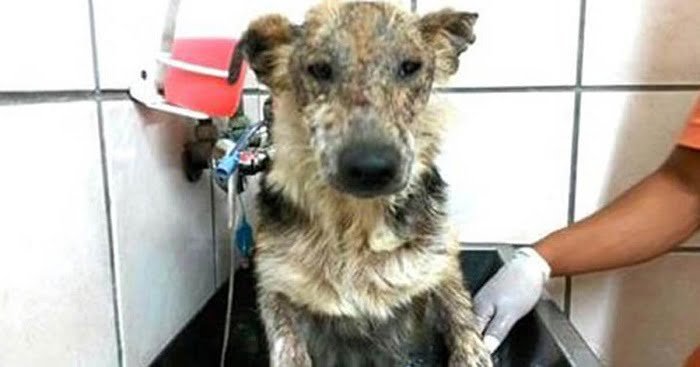 Ezt a kutyust halálra ítélte a gazdája. De figyeld csak a szemeit, amikor élete első meleg fürdőjét kapja!