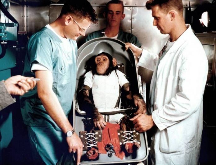 Ham, a NASA első űrhajós csimpánza: hírességként tért vissza a Földre