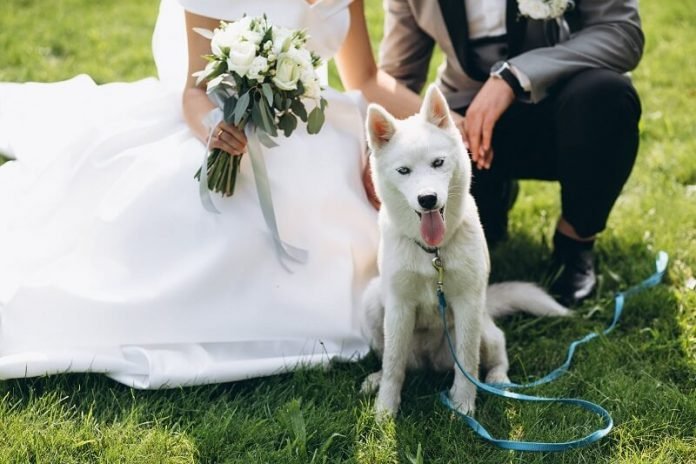 Kiborult, amikor sógora és menyasszonya megtiltották, hogy gyereket vigyenek az esküvőjükre - de kutyákat szívesen látnak