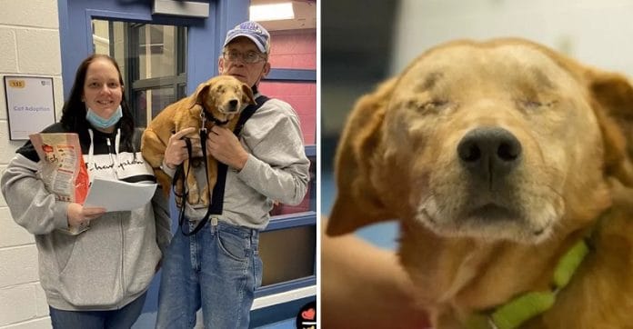 Az idős, szem nélküli kutya szerető otthonra talált: „Nem volt szívem otthagyni”