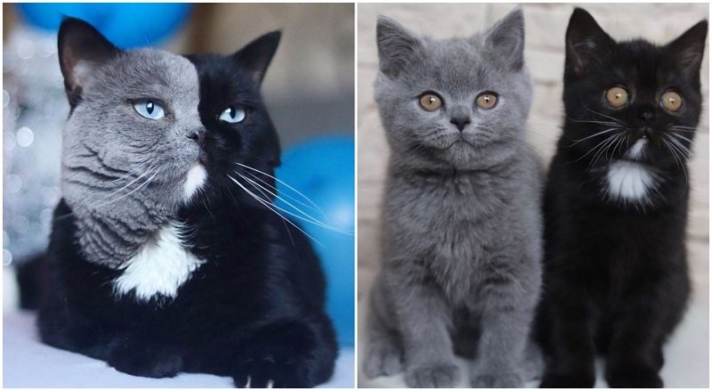 Kölykei születtek a kétszínű macskának - a két kölyök apja egy-egy színét  örökölte