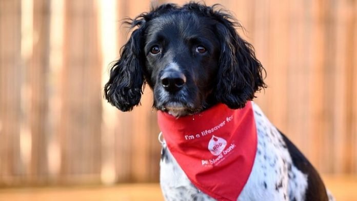 Visszavonul a hős spániel, aki közel 12 liter vért adott - több mint 80 másik kutya életét segített megmenteni