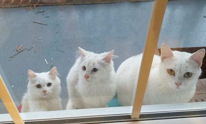 Sarah-Kelly A kóbormacska két kiscicájával jelent meg egy idegen ajtajában, segítséget kérve - nem sokkal később 5 újabb kölyöknek adott életet