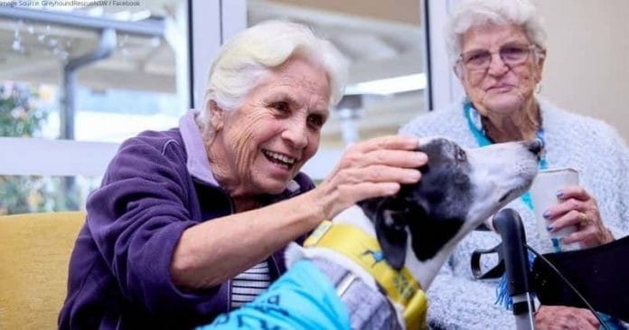 A megmentett agarak idősotthonokba látogatnak, hogy fényt vigyenek az ott lakók mindennapjaiba