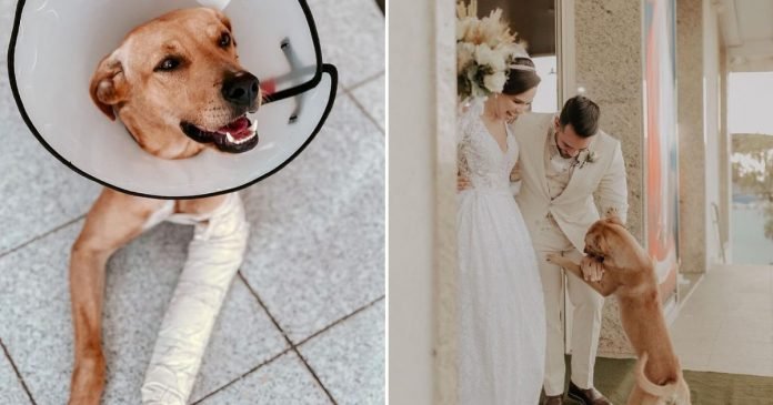 Örökbe fogadta az újdonsült pár a kóbor kutyát, aki megzavarta az esküvőjüket
