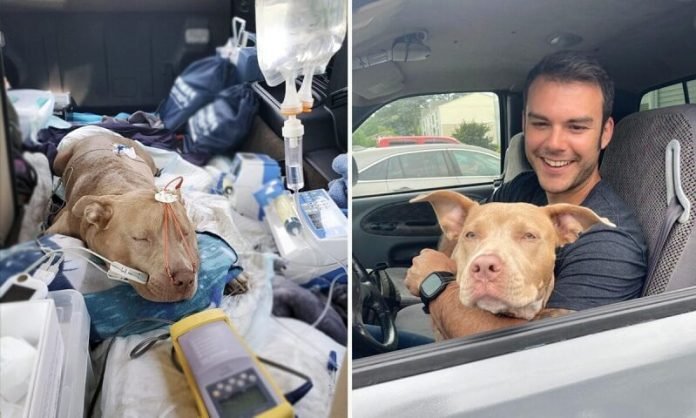 Autója alatt talált rá a súlyosan bántalmazott kutyára, miután megmentette az életét, örökbe fogadta