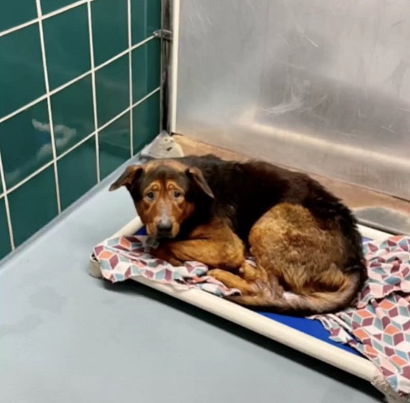 A "szomorú" menhelyi kutya, aki minden reményét elvesztette, percekkel az eutanázia előtt menekült meg