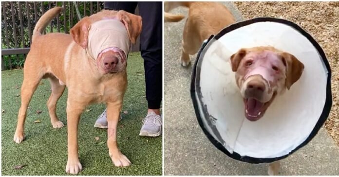 Buddy - a súlyos égési sérüléseket szenvedett kutya újra lát, miután levették a kötéseit!