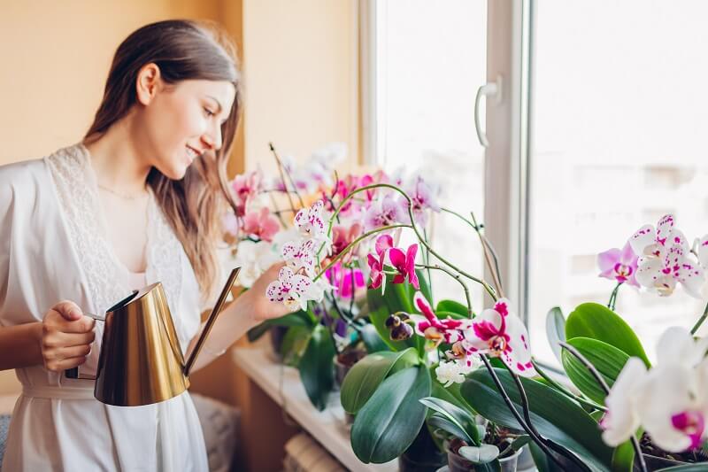 Miért nem jó az orchideákat sima vízzel öntözni? Ezzel locsold ahhoz, hogy látványosan virágozzanak