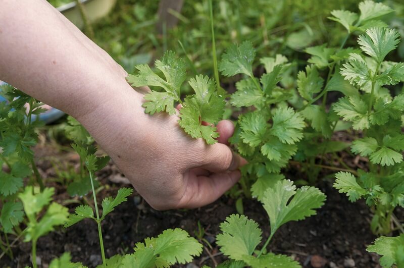 Így kell kertben koriandert termeszteni: hasznos tudnivalók, amikre oda kell figyelni!