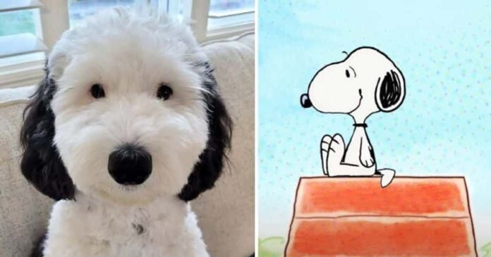 Bayley Bayley, a mini juhászkutya, aki pont úgy néz ki, mint Charlie Brown kutyája, Snoopy