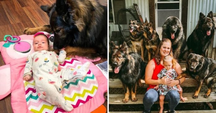 Az édesanya Mauglinak nevezi a lányát, aki négykézláb jár a lakásban hat kutyájukkal, és együtt eszik velük