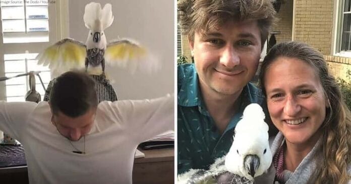 kakadu-tanc Meggyógyult egy depressziós kakadu, miután örökbefogadói minden nap táncoltak vele!