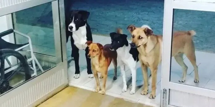 kutyak1 Hajléktalan gazdájára várakozik egy kutyafalka a kórház bejárata előtt, akit épp odabent kezelnek