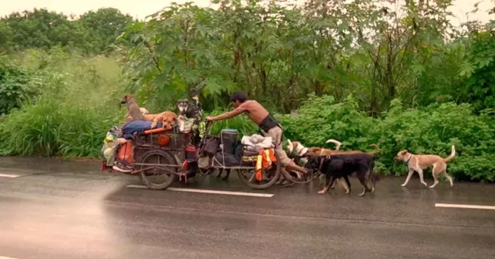 edgardo-kutyak Egy férfi szekérrel járja körbe Mexikót, hogy megmentse a beteg és sérült kutyákat
