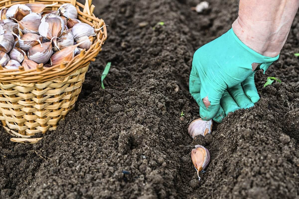 Őszi fokhagyma ültetése: 6 egyszerű titok, hogy gazdag termésed legyen!