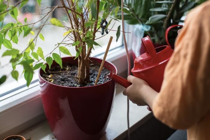 Ha igazán szép és egészséges szobanövényekre vágysz, ezt tedd a csapvízzel mielőtt megöntöznéd őket!