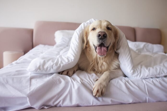 Egy orvos arra figyelmeztet, hogy soha ne osszuk meg az ágyunkat a kutyánkkal