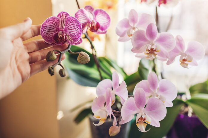 Ezzel a trükkel elérheted, hogy az orchideák bámulatosan virágozzanak - az eredmény magáért beszél!