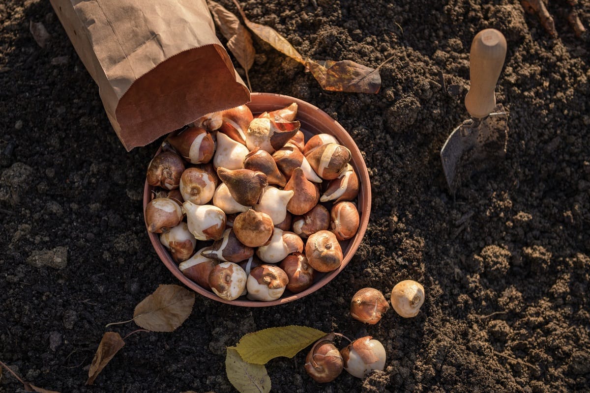 A kertész szerint ezért kell a tulipánhagymákat ősszel elültetni - erre a részletre mindenképpen figyelj oda!
