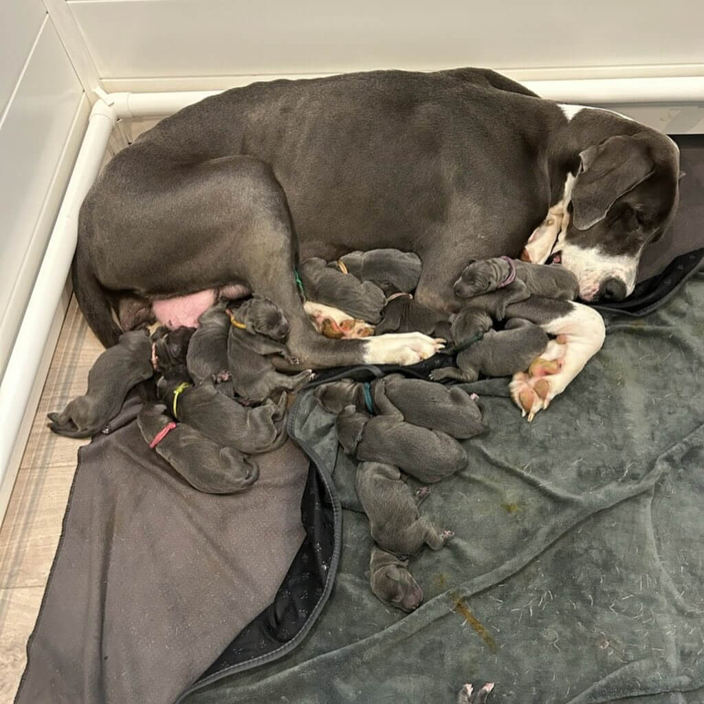 Rekordszámú kiskutyának adott életet a menhelyre került dán dog: 15 csöppség boldog anyukája!