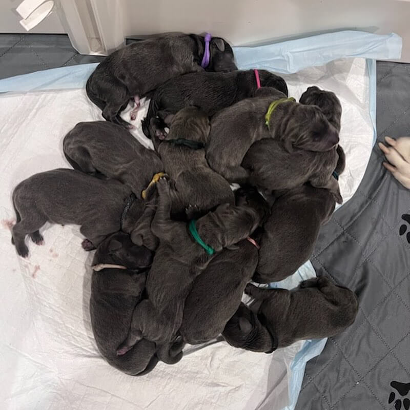 Rekordszámú kiskutyának adott életet a menhelyre került dán dog: 15 csöppség boldog anyukája!
