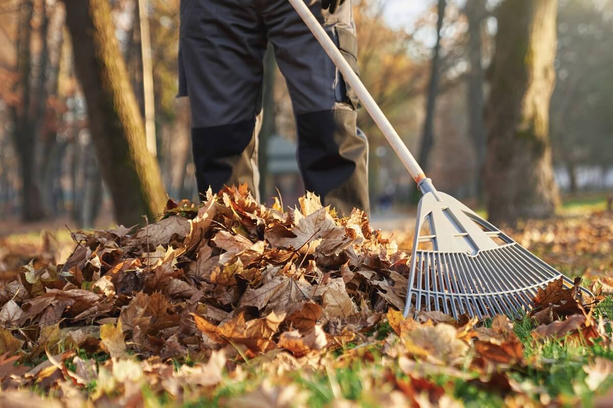 A falevelek gyors komposztálása: 4 titok, hogy a levelekből nagyszerű komposzt legyen idén ősszel