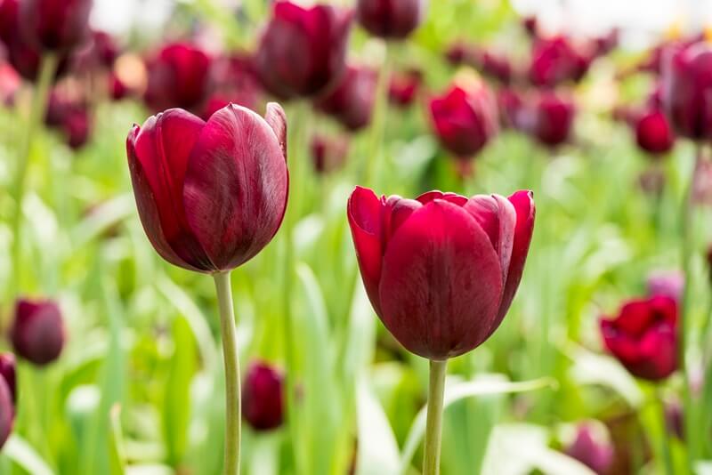 Tulipán