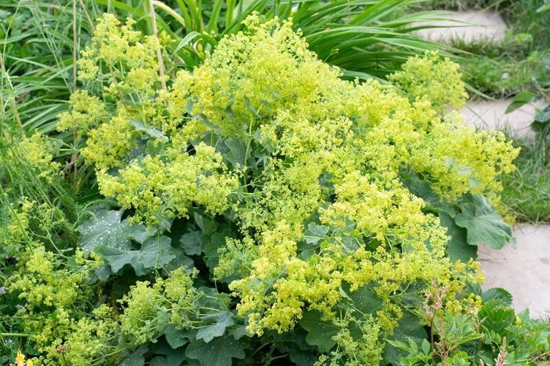 Alchemilla (palástfű)