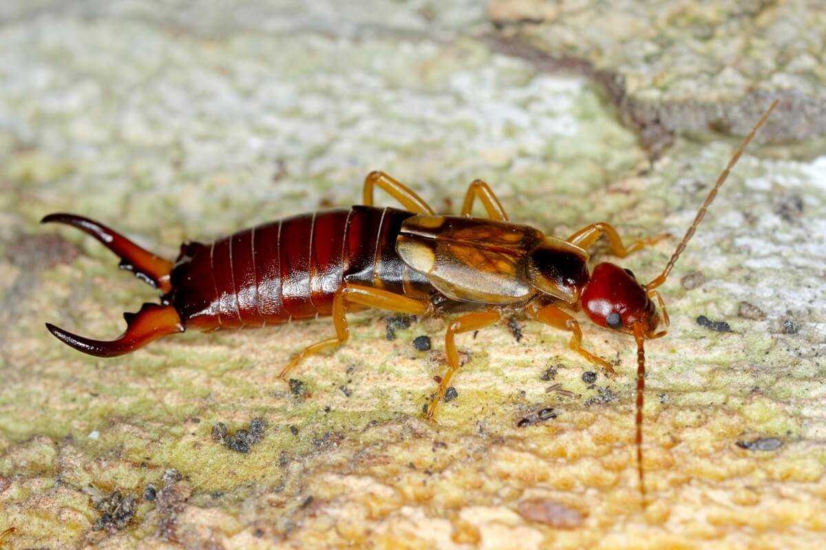 ¿Por qué estos extraños insectos invaden tu hogar?  ¡Así es como podrás deshacerte de ellos de forma eficaz!