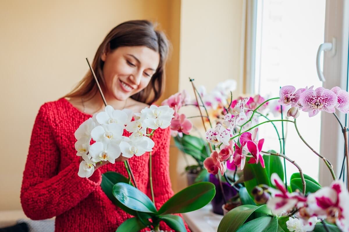 According to the gardener, we can get beautiful orchids using these three cheap and simple tricks