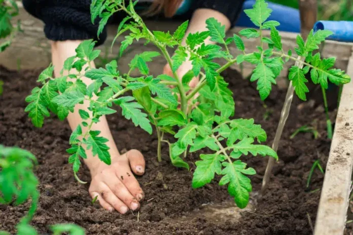 paradicsom-ultetes Paradicsom palánta ültetése tavasszal
