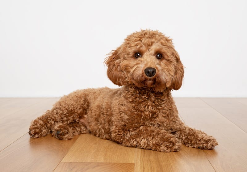 Cavoodle