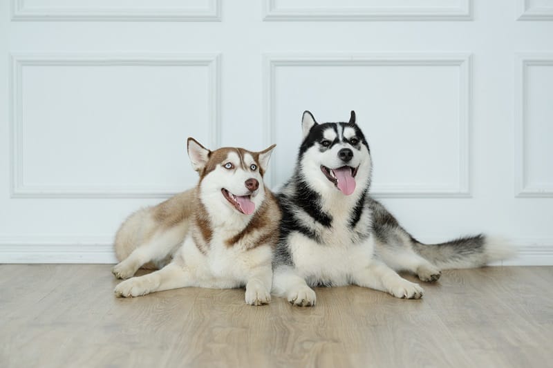 Husky