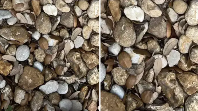 A nap kihívása: Te megtalálod a kavicsok között rejlő karikagyűrűt?