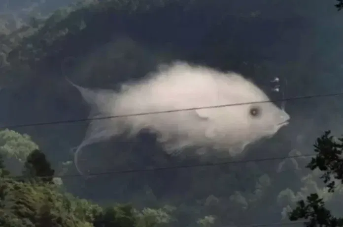 Ez az elképesztő optikai csalódás sok mindent elárul a személyiségedről - Halat vagy felhőt láttál meg elsőre? Az eredmény megdöbbentő lehet! Ez az elképesztő optikai csalódás sok mindent elárul a személyiségedről - Halat vagy felhőt láttál meg elsőre? Az eredmény megdöbbentő lehet!