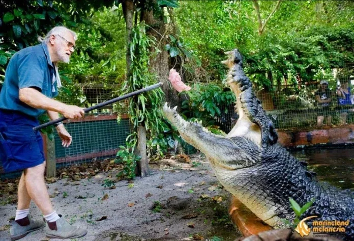 94 éves korában elhunyt George Craig krokodil vadász, mindössze néhány nappal azután, hogy a világ legnagyobb krokodilja, Cassius 120 évesen elpusztult 94 éves korában elhunyt George Craig krokodil vadász, mindössze néhány nappal azután, hogy a világ legnagyobb krokodilja, Cassius 120 évesen elpusztult