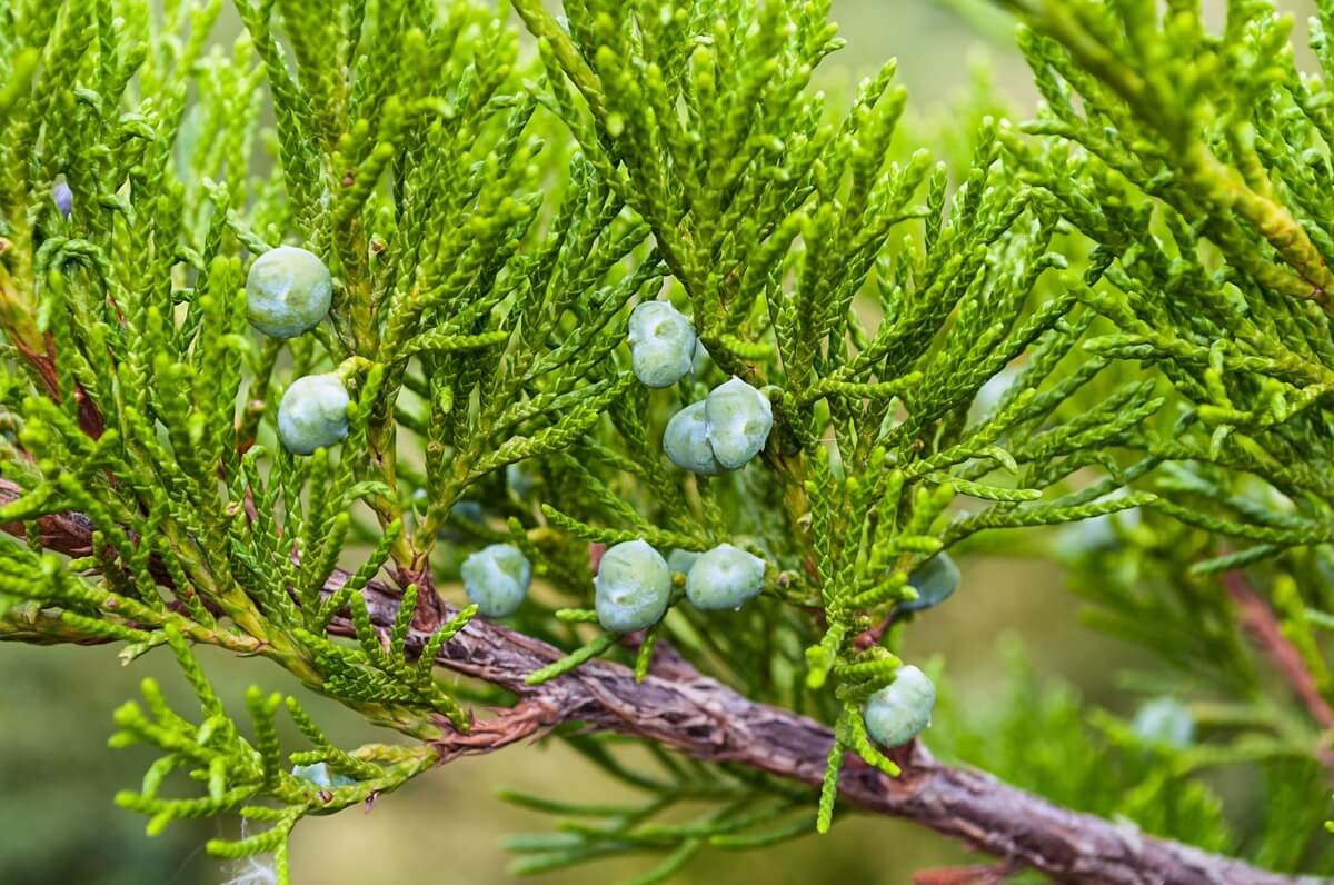 Juniperus occidentalis