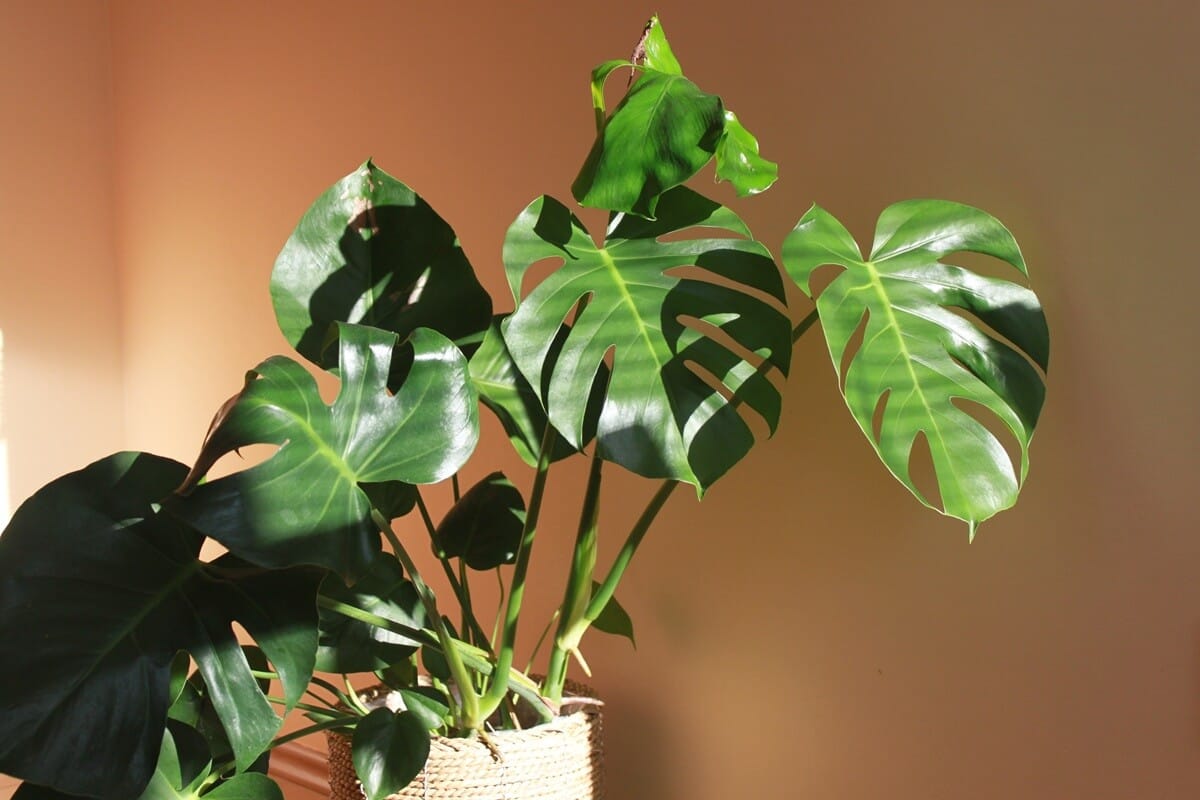 Monstera