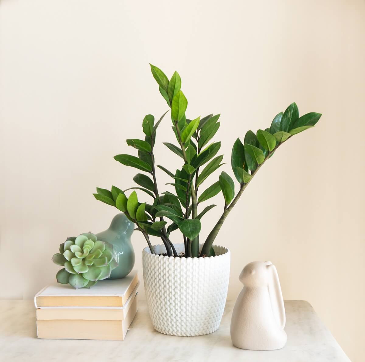 ZZ növény (Zamioculcas zamiifolia)