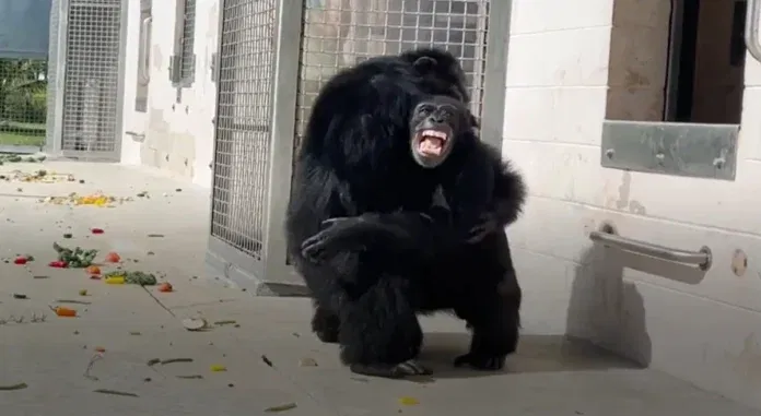 Yoko, a magányos kolumbiai csimpánz, aki emberi nevelést kapott, új otthont kapott Brazíliában Yoko, a magányos kolumbiai csimpánz, aki emberi nevelést kapott, új otthont kapott Brazíliában